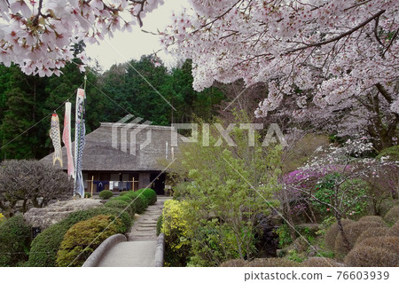 Carp streamer and thatched house seen from under the cherry blossoms (paper-suki house) / Roadside station Washi no Sato Higashi Chichibu (Higashi-Chichibu Village, Saitama Prefecture) Carp streamer and thatched house seen from under the cherry blossoms (paper-suki house) / Roadside station Washi no Sato Higashi Chichibu (Higashi-Chichibu Village, Saitama Prefecture) 76603939