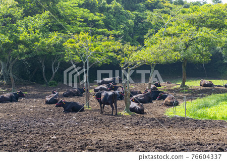 Cows grazing in the shade of trees 76604337
