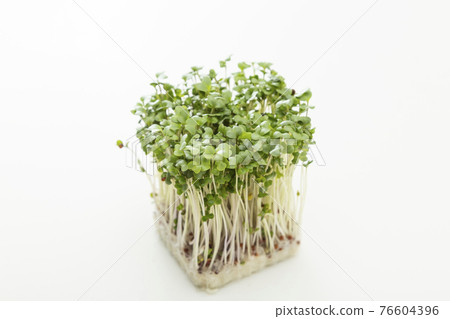 Broccoli Sprout 76604396