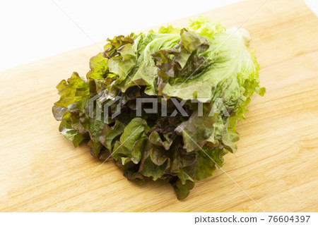 sunny lettuce 76604397