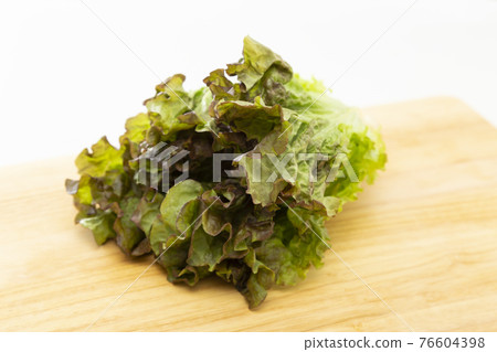 sunny lettuce 76604398