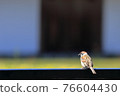 Sparrow 76604430
