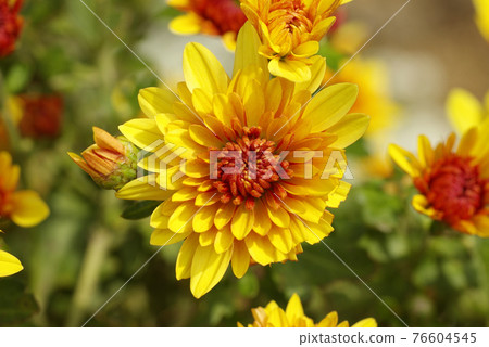The petal pattern is Japanese and cute The petal pattern is Japanese and cute 76604545