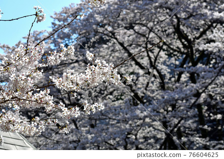 Yoshino cherry blossom Yoshino cherry blossom 76604625