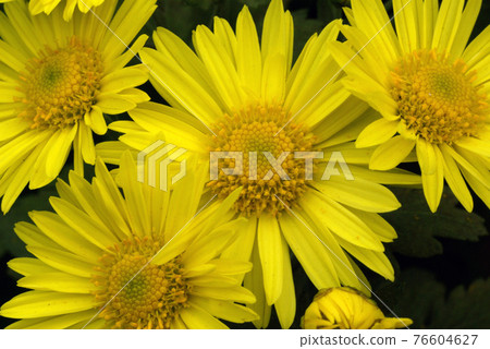 The yellow petal pattern is Japanese and cute The yellow petal pattern is Japanese and cute 76604627