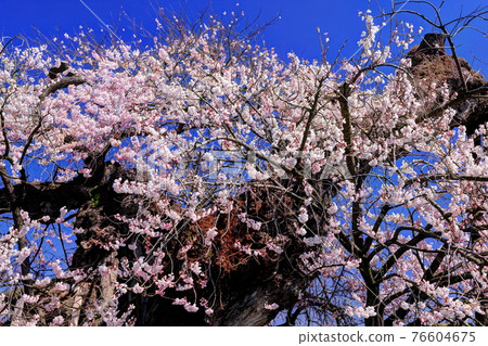 Chitose cherry tree 76604675