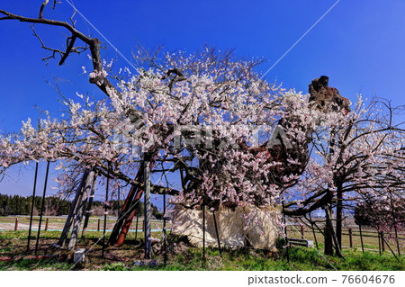 千歲櫻桃樹 76604676