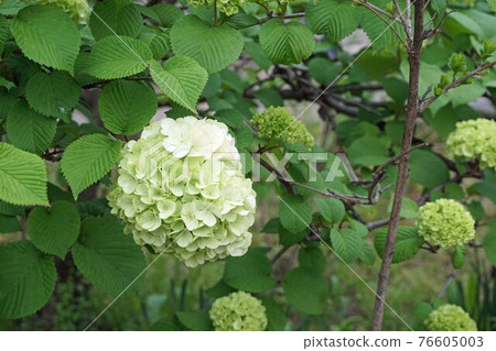 上色前的小手花 上色前的小手花 76605003
