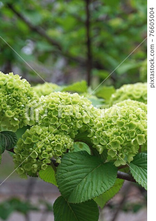 上色前的小手花 76605004