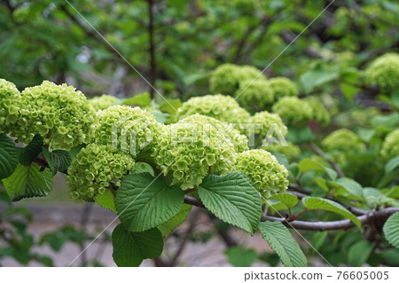 上色前的小手花 上色前的小手花 76605005