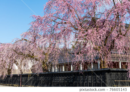 Sakura in Kakunodate, Akita Prefecture, Bukeyashiki Street 76605143