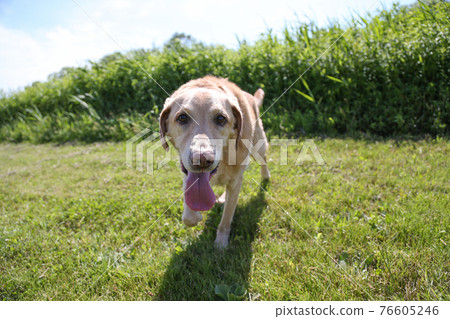 Labrador retriever takes a walk on the grass Labrador retriever takes a walk on the grass 76605246