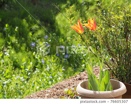 家的鬱金香 家的鬱金香 76605307