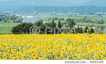 向日葵田（飯山市七花公園） 76605309