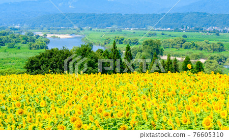 向日葵田（飯山市七花公園） 76605310