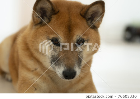 Japanese dog face Japanese dog face 76605330