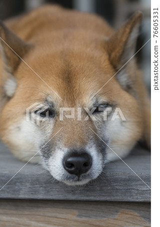 Japanese dog Japanese dog 76605331