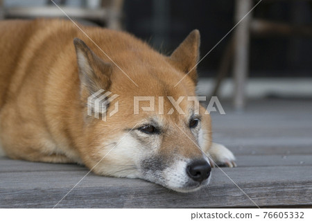 Japanese dog 76605332