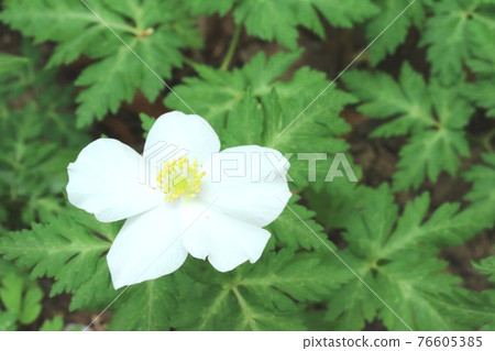 五瓣花Ichirinsou（單花草），花形優美 76605385