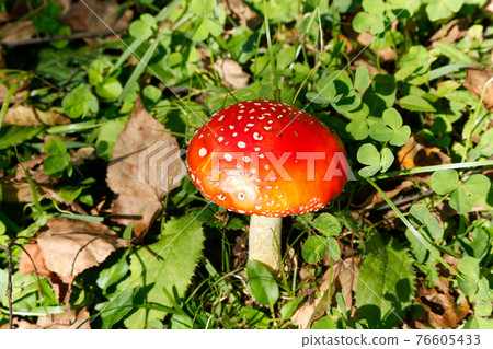 Beautiful poisonous mushroom, fly agaric 76605433