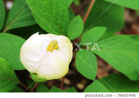 The beginning of blooming is very beautiful! Paeonia obovata The beginning of blooming is very beautiful! Paeonia obovata 76605490