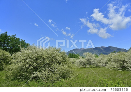 Blue sky and clouds in the flowers of Malus sieboldii in Senjogahara and the mountains of Oku-Nikko Blue sky and clouds in the flowers of Malus sieboldii in Senjogahara and the mountains of Oku-Nikko 76605536