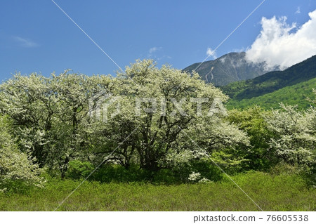戰場原盛開的海棠樹和大馬子山的藍天 76605538