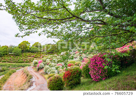 Azaleas blooming in the park of Tabaruzaka Satsuma Rebellion Azaleas blooming in the park of Tabaruzaka Satsuma Rebellion 76605729