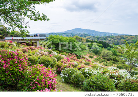 Azaleas blooming in the park of Tabaruzaka Satsuma Rebellion Azaleas blooming in the park of Tabaruzaka Satsuma Rebellion 76605733