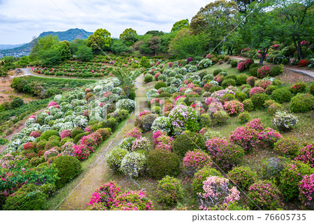 Azaleas blooming in the park of Tabaruzaka Satsuma Rebellion Azaleas blooming in the park of Tabaruzaka Satsuma Rebellion 76605735