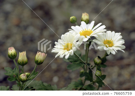 白色小菊花的花瓣圖案很可愛,帶有日式圖案 白色小菊花的花瓣圖案很可愛,帶有日式圖案 76605759