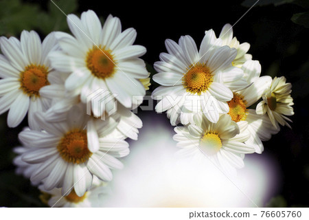 The petal pattern of the white small chrysanthemum is cute with a Japanese pattern 76605760