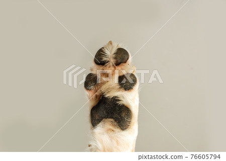 狗的爪子 76605794