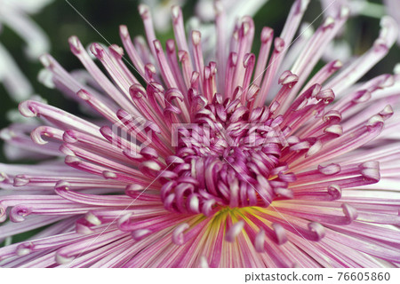The pattern of thin petals on the pink tube is unique and beautiful 76605860