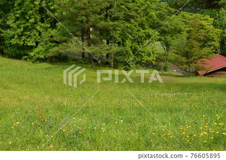 ≪京都舞鶴自然文化公園盛開的繡球花≫ 京都府舞鶴市 ≪京都舞鶴自然文化公園盛開的繡球花≫ 京都府舞鶴市 76605895