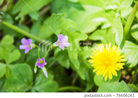 粉紅色的酢漿草和蒲公英 粉紅色的酢漿草和蒲公英 76606261