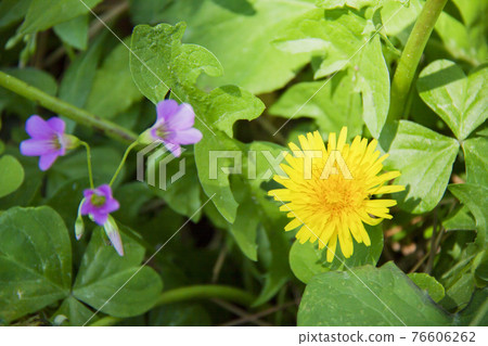 Dandelion and Murasaki Katabami Dandelion and Murasaki Katabami 76606262