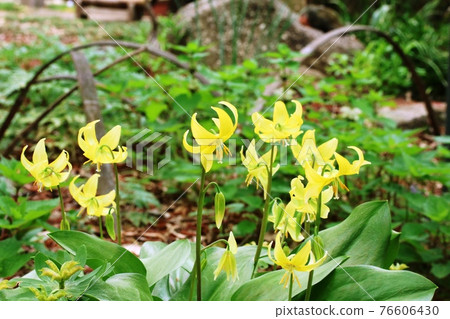 Yellow flower that brings happiness Kibana Katakuri (yellow flower Kataguri) 76606430