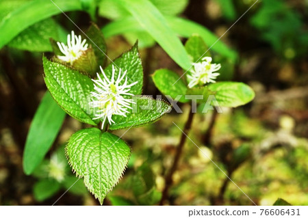 Hitori Shizuka with yellow anthers at the base of the stamens 76606431