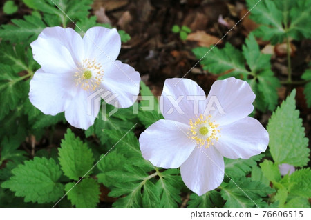 五瓣花Ichirinsou（單花草），花形優美 76606515