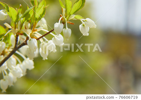 Cute Enkianthus perulatus 76606719