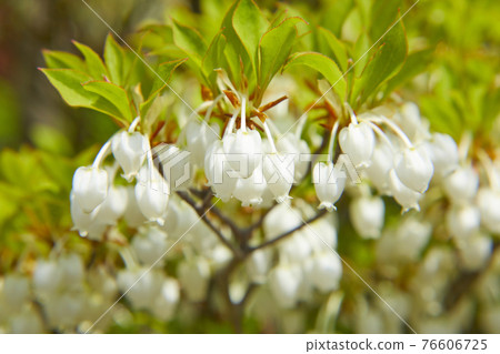 可愛的 Enkianthus perulatus 76606725