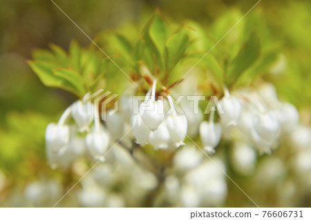 Cute Enkianthus perulatus Cute Enkianthus perulatus 76606731