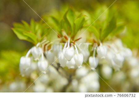Cute Enkianthus perulatus Cute Enkianthus perulatus 76606732