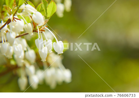 Cute Enkianthus perulatus Cute Enkianthus perulatus 76606733