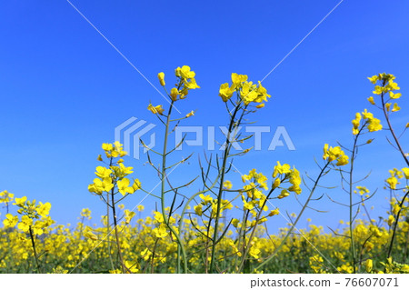Rape blossoms and blue sky 76607071