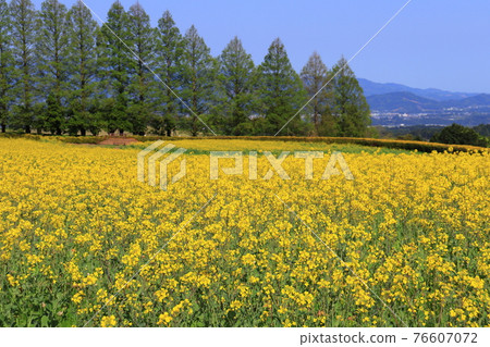 Rapeseed field Rapeseed field 76607072