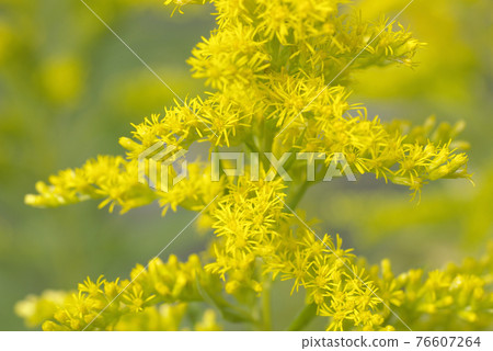 一枝黃花的黃色小花很可愛 76607264