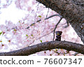 Kuma-chan climbing a cherry tree Kuma-chan climbing a cherry tree 76607347