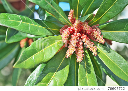 Bayberry flower Bayberry flower 76607722